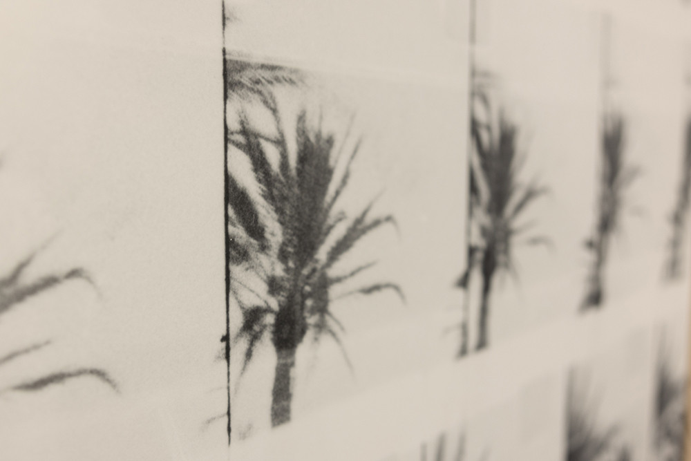 Detail of the exhibited photograph: palm trees
